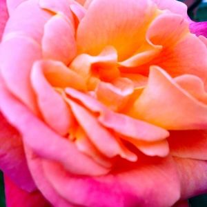 Meet your Posher, Poe